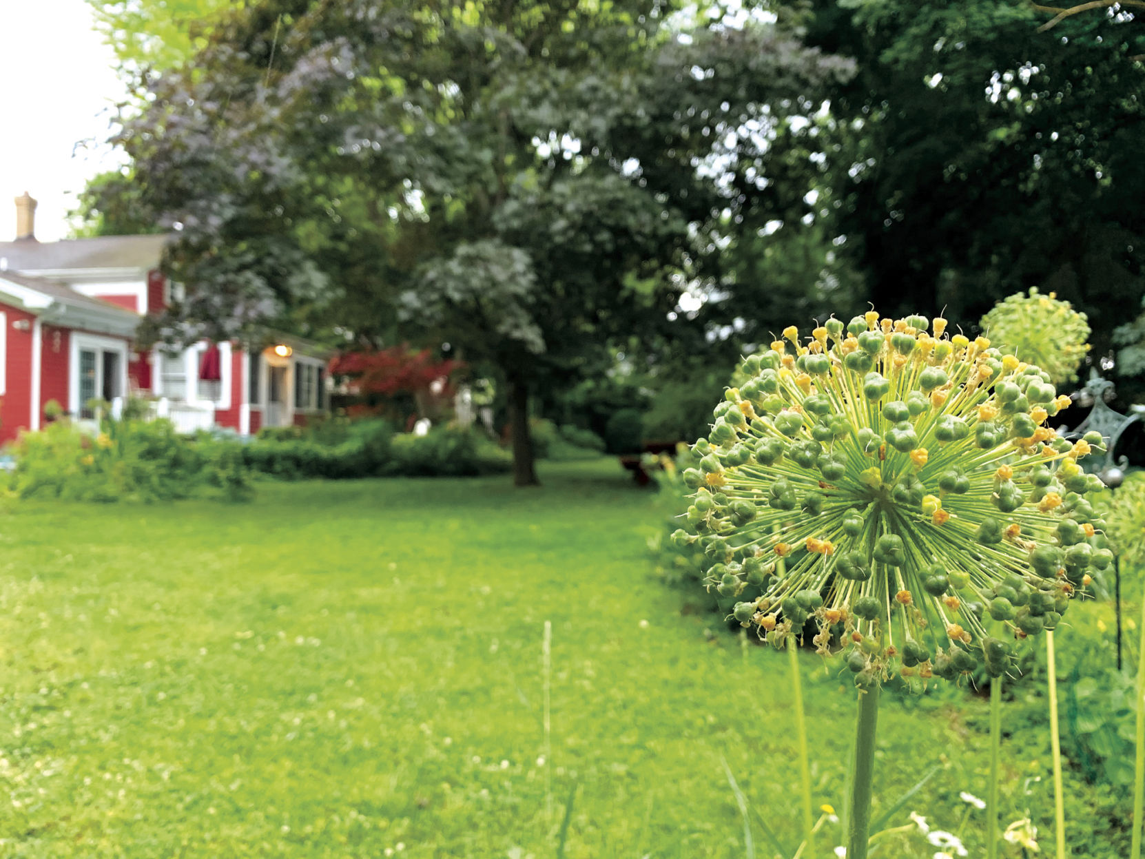 Allium seeds